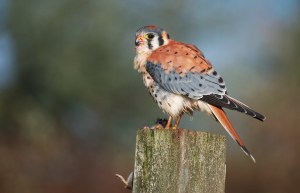 _DSC0306[143]r (American Kestrel)